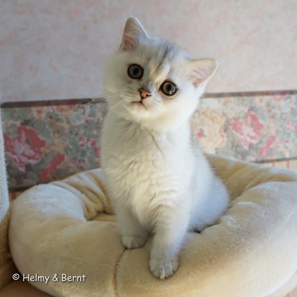 S*Esteticas Hera 11 weeks - nr 2