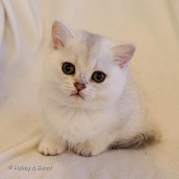S*Esteticas Hera 8 weeks - nr 1