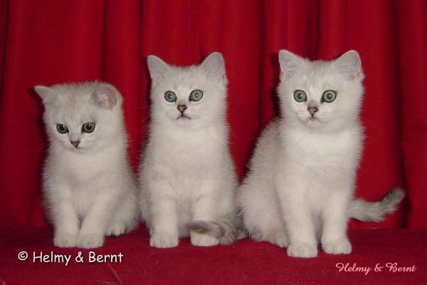 IC Holtas Lea (Lea), PR & CH Holtas Leo (Leo) and GIC Holtas Lindus (Lindus) 12 weeks