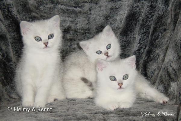 IC Holtas Lea (Lea), PR & CH Holtas Leo (Leo) and GIC Holtas Lindus (Lindus) 8 weeks