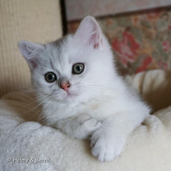 S*Esteticas Hugo 11 weeks - nr 1
