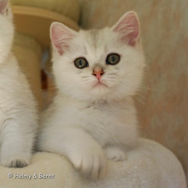 S*Esteticas Hugo 11 weeks - nr 2