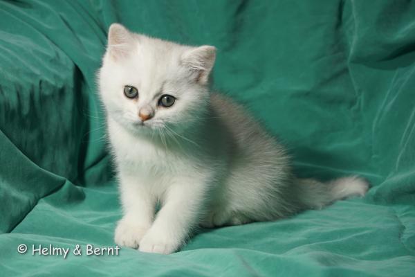 S*Esteticas Hugo 8 weeks - nr 2