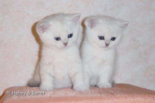 S*Esteticas Isak (Cosmos) and IC S*Esteticas Iris (Iris) 5 weeks