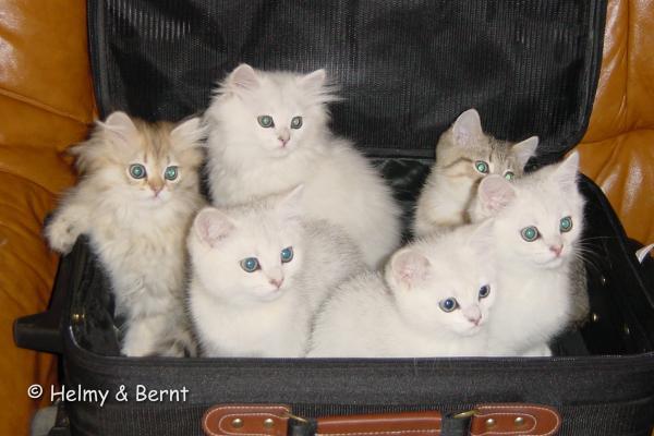 J-litter- 12 weeks