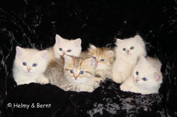 J-litter- 7 weeks
