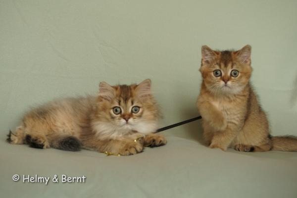 S*Esteticas Jade (Lucy) and S*Esteticas Jewel (Flora) 12 weeks - nr 1