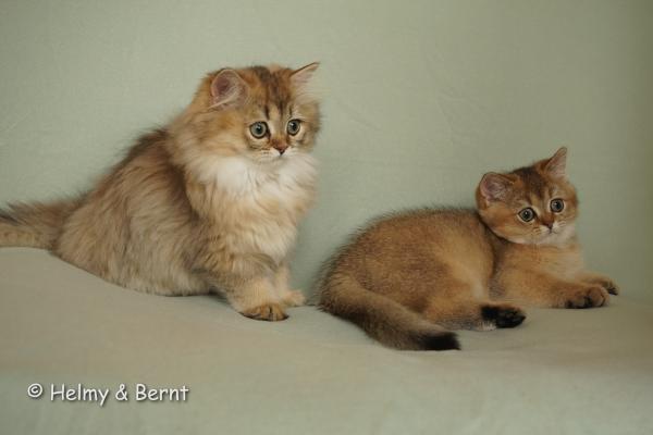 S*Esteticas Jade (Lucy) and S*Esteticas Jewel (Flora) 12 weeks - nr 2
