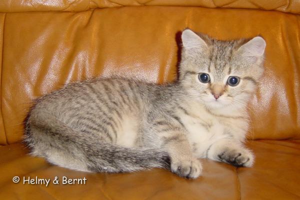 S*Esteticas Jamas Soulis (Jamas) 12 weeks