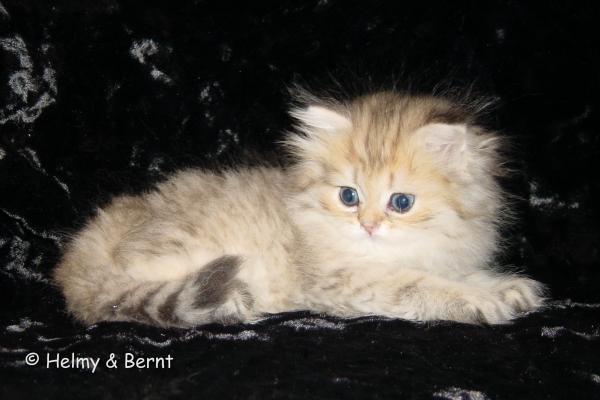 S*Esteticas Jemma (Jemma) 7 weeks