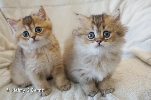 S*Esteticas Jewel (Flora) and S*Esteticas Jade (Lucy) 7,5 weeks - nr 2
