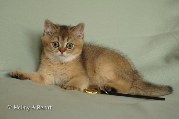 S*Esteticas Jewel (Flora) 12 weeks - nr 1
