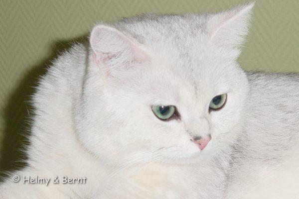 S*Esteticas Jingel (Jingel) 1,5 years head