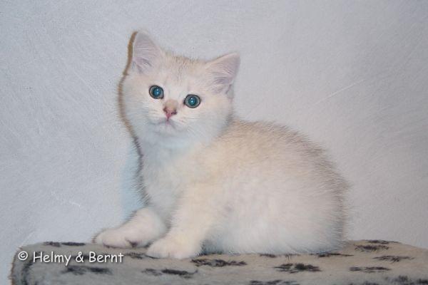 S*Esteticas Jingel (Jingel) 10 weeks