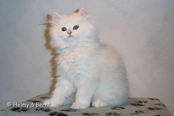 S*Esteticas Jinks (Jinks) 10 weeks