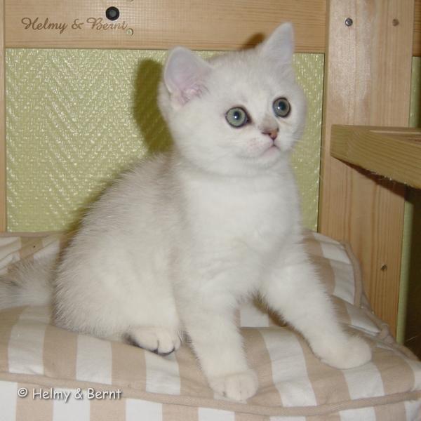 S*Esteticas Sir Lancelot (Lancelot) 11 weeks - nr 1