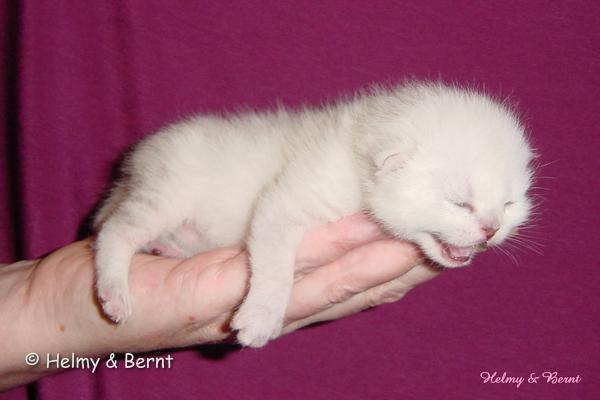 S*Esteticas Sir Lancelot (Lancelot) 1 week - nr 1