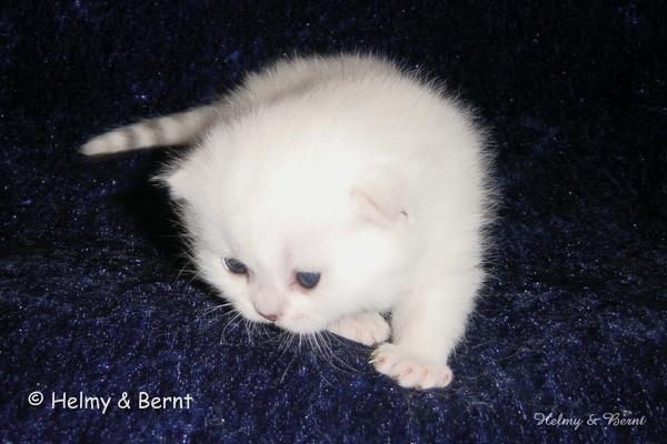 S*Esteticas Sir Lancelot (Lancelot) 2 weeks - nr 2