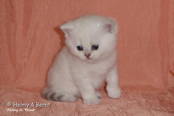 S*Esteticas Sir Lancelot (Lancelot) 4 weeks - nr 1