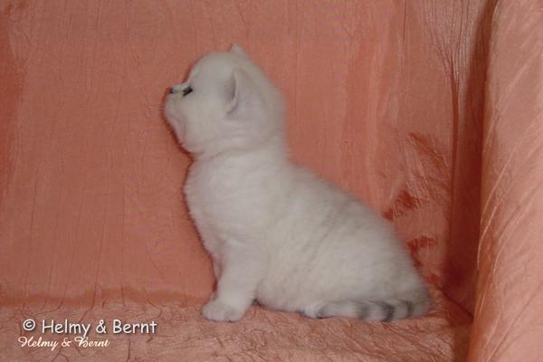 S*Esteticas Sir Lancelot (Lancelot) 4 weeks - nr 2