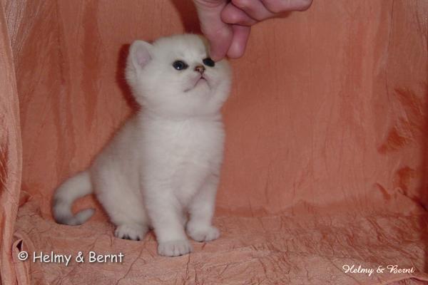 S*Esteticas Sir Lancelot (Lancelot) 4 weeks - nr 3