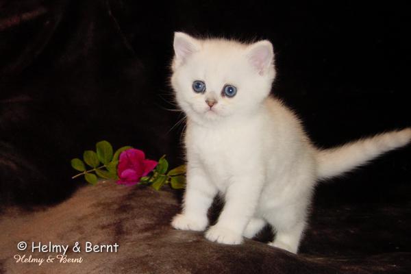 S*Esteticas Sir Lancelot (Lancelot) 6 weeks - nr 1