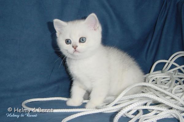 S*Esteticas Sir Lancelot (Lancelot) 8 weeks - nr 1