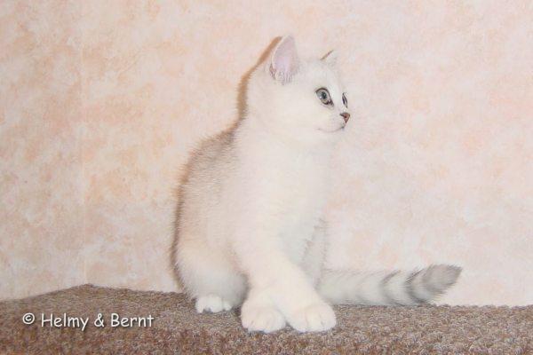 CH S*Esteticas Lucky de Lux (Lucky) 12 weeks