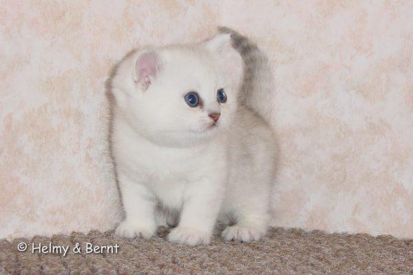 CH S*Esteticas Lucky de Lux (Lucky) 5 weeks