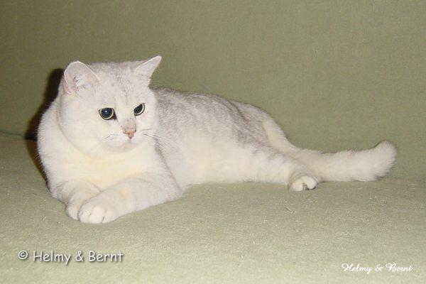 IC Laurin vum Rousegaard (Luxen) 16 months - nr 1