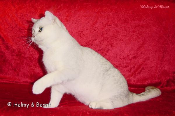 IC Laurin vum Rousegaard (Luxen) 16 months - nr 4