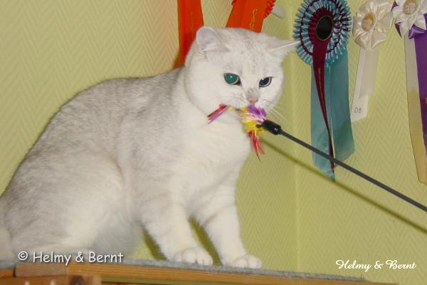 IC Laurin vum Rousegaard (Luxen) 1 year byte