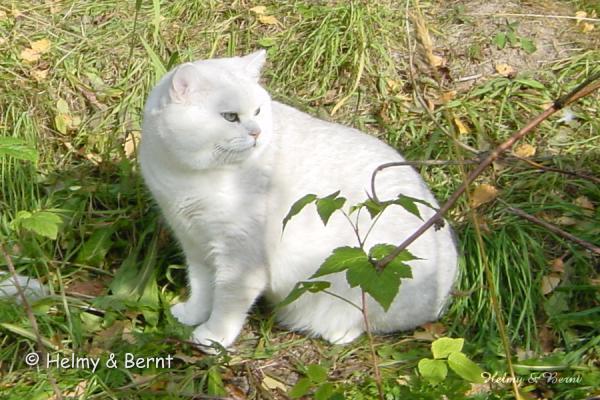IC Laurin vum Rousegaard (Luxen) 2 years