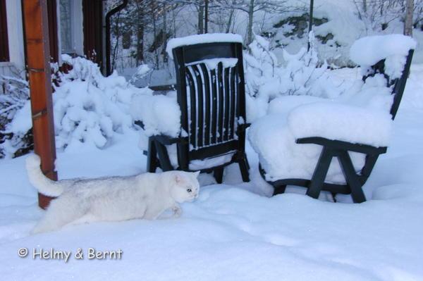 IC Laurin vum Rousegaard (Luxen) winter 2010