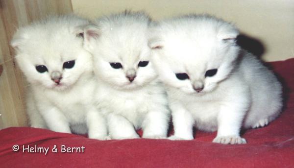 M-litter  5 weeks