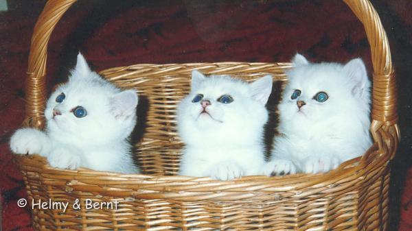 M-litter  7 weeks
