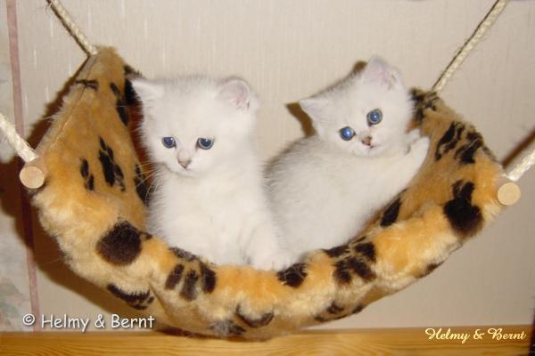 S*Esteticas Mister Max (Max) and S*Esteticas Miss Misty (Misty) 6 weeks