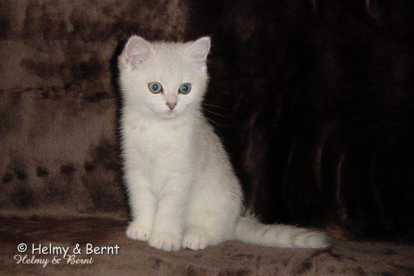 S*Esteticas Mister Max (Max) 10 weeks