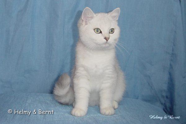 S*Esteticas Mister Max (Max) 4 months