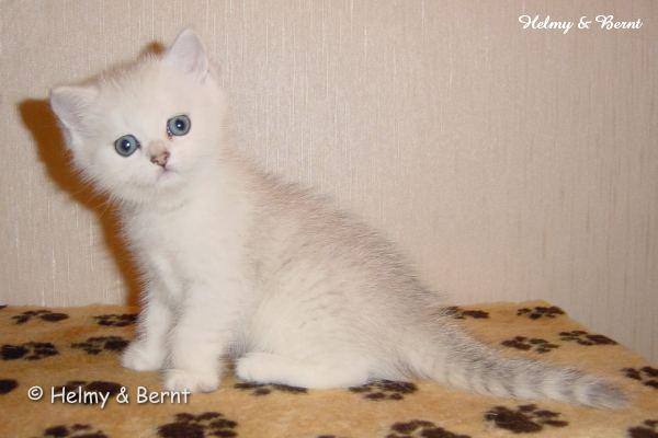 S*Esteticas Mister Max (Max) 6 weeks