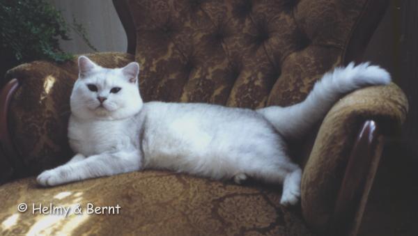 EC S*Esteticas Mister Moonshine (Mister) fatolj