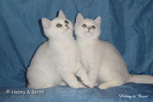 S*Esteticas Miss Misty (Misty) and S*Esteticas Mister Max (Max) 12 weeks