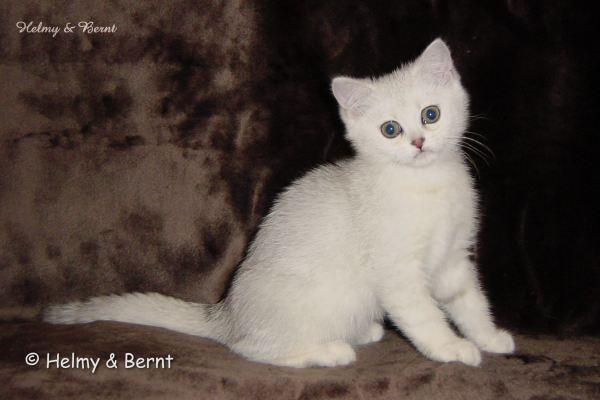 S*Esteticas Miss Misty (Misty) 10 weeks
