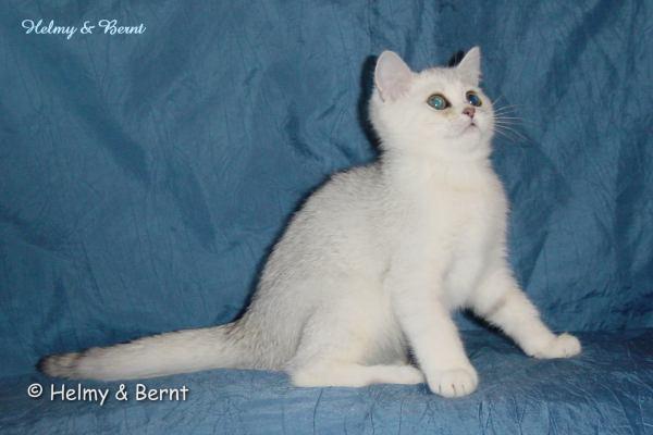 S*Esteticas Miss Misty (Misty) 12 weeks