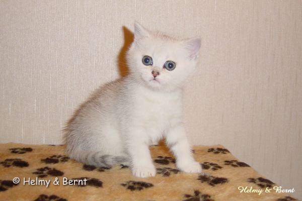 S*Esteticas Miss Misty (Misty) 6 weeks