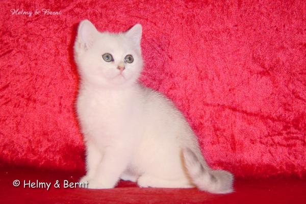 S*Esteticas Nalle (Nalle) 11 weeks - nr 1