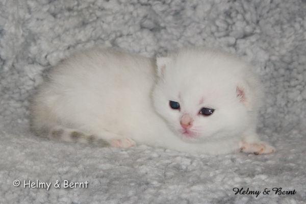 S*Esteticas Nalle (Nalle) 2 weeks