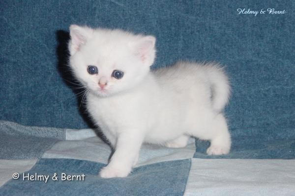 S*Esteticas Nalle (Nalle) 5 weeks - nr 1