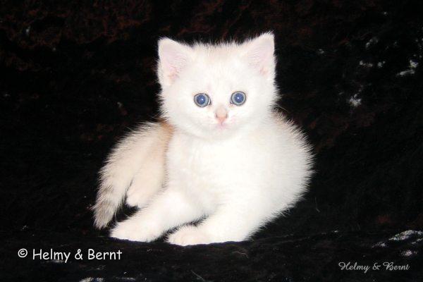 S*Esteticas Nalle (Nalle) 7 weeks - nr 1
