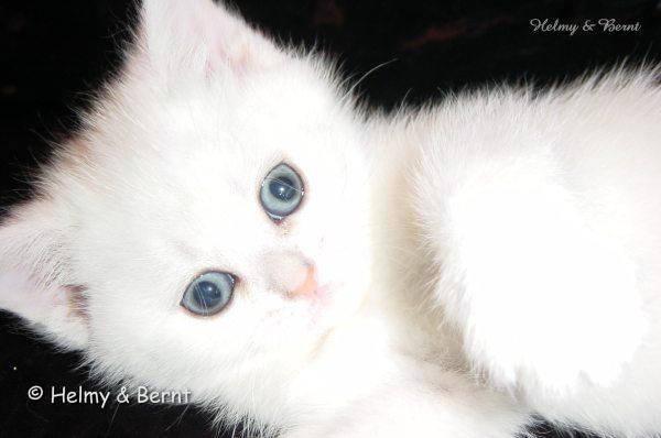 S*Esteticas Nalle (Nalle) 7 weeks - nr 3